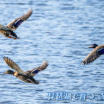 琵琶湖の真鴨と発酵が育てる、命の時間｜竹生島の水神信仰と、滋賀のジビエ養生