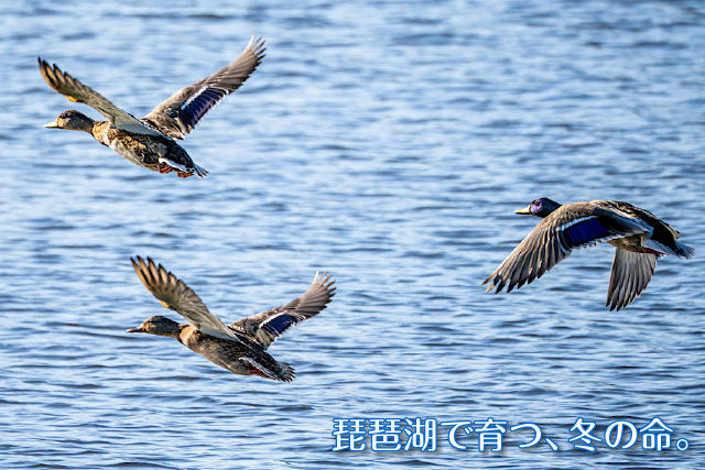 琵琶湖で育つ、冬の命。